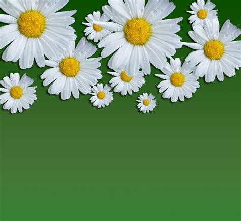 daisy photos|daisies flower background.